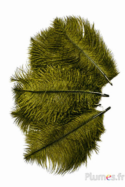 Struisvogel  - 13-18 cm - kaki